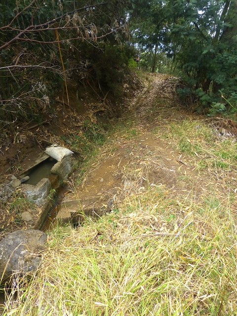 31.07.2014 Levada dos Tornos (Endast), Levada Nova, Levada do Moinho da Serra — Abstieg zur Levada do Moinho da Serra — Foto 2