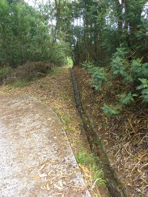 31.07.2014 Levada dos Tornos (Endast), Levada Nova, Levada do Moinho da Serra — Abstieg zur Levada do Moinho da Serra — Foto 3