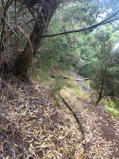 31.07.2014 Levada dos Tornos (Endast), Levada Nova, Levada do Moinho da Serra — Abstieg zur Levada do Moinho da Serra — Foto 4