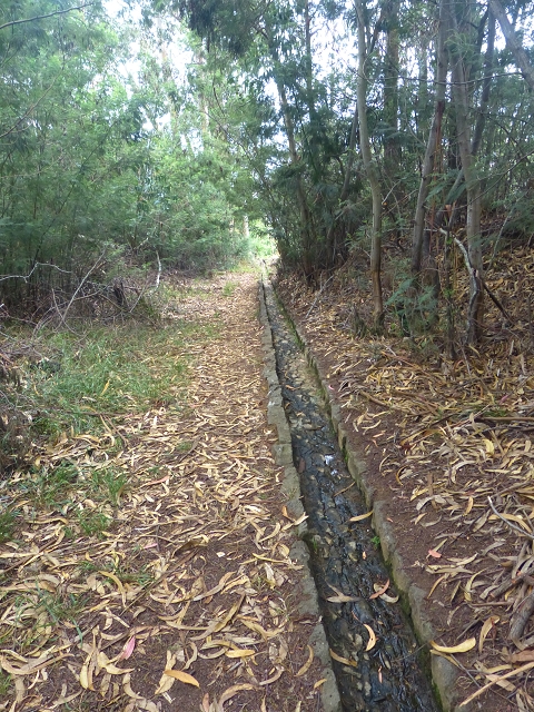 31.07.2014 Levada dos Tornos (Endast), Levada Nova, Levada do Moinho da Serra — Abstieg zur Levada do Moinho da Serra — Foto 9