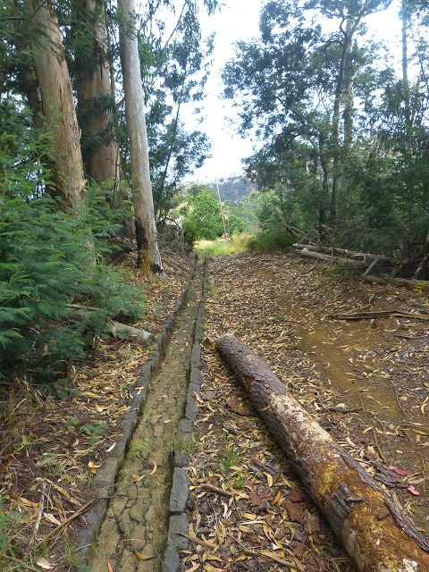31.07.2014 Levada dos Tornos (Endast), Levada Nova, Levada do Moinho da Serra — Abstieg zur Levada do Moinho da Serra — Foto 10
