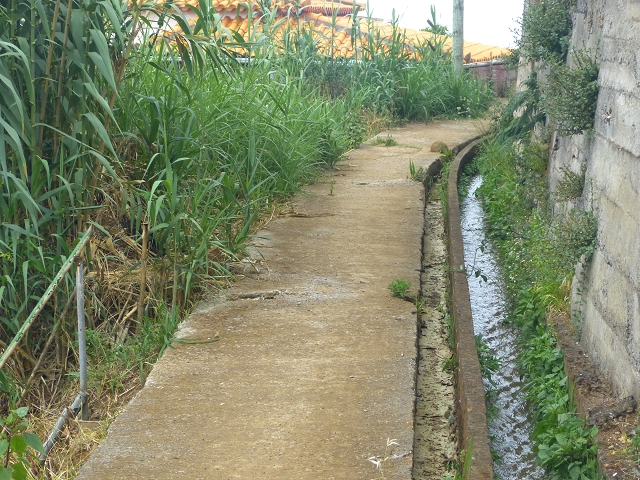 31.07.2014 Levada dos Tornos (Endast), Levada Nova, Levada do Moinho da Serra — Auf der Levada Moinho da Serra zuerst ein paar Meter in Fliessrichtung, dann zur Madre — Foto 5