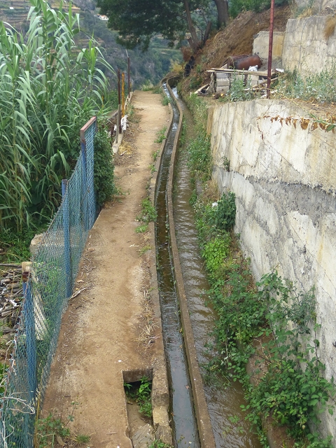 31.07.2014 Levada dos Tornos (Endast), Levada Nova, Levada do Moinho da Serra — Auf der Levada Moinho da Serra zuerst ein paar Meter in Fliessrichtung, dann zur Madre — Foto 7