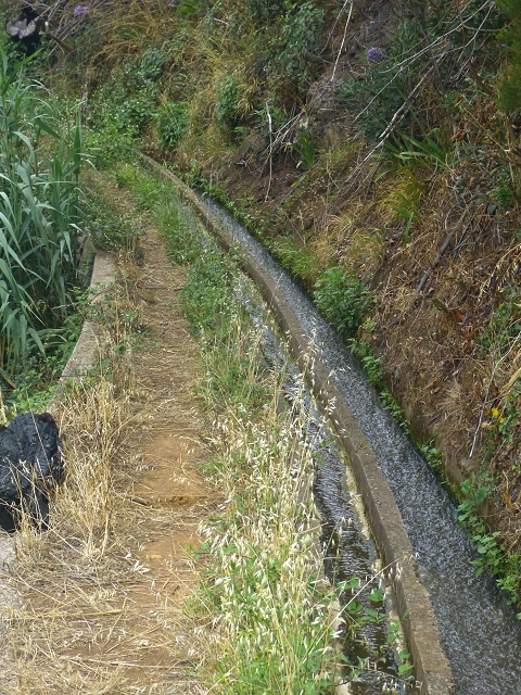 31.07.2014 Levada dos Tornos (Endast), Levada Nova, Levada do Moinho da Serra — Auf der Levada Moinho da Serra zuerst ein paar Meter in Fliessrichtung, dann zur Madre — Foto 10