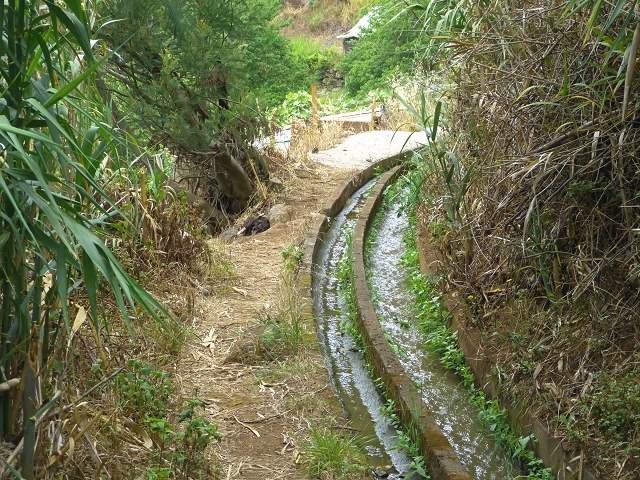 31.07.2014 Levada dos Tornos (Endast), Levada Nova, Levada do Moinho da Serra — Auf der Levada Moinho da Serra zuerst ein paar Meter in Fliessrichtung, dann zur Madre — Foto 11