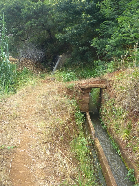 31.07.2014 Levada dos Tornos (Endast), Levada Nova, Levada do Moinho da Serra — Auf der Levada Moinho da Serra zuerst ein paar Meter in Fliessrichtung, dann zur Madre — Foto 12