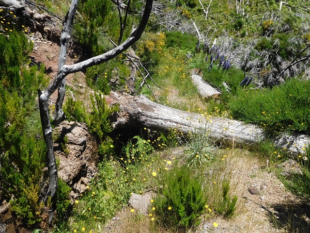 Levada do Barreiro — Abschnitt 1: Vom Bachbett zur Abzweigung zu den Escadinhas — Foto 5