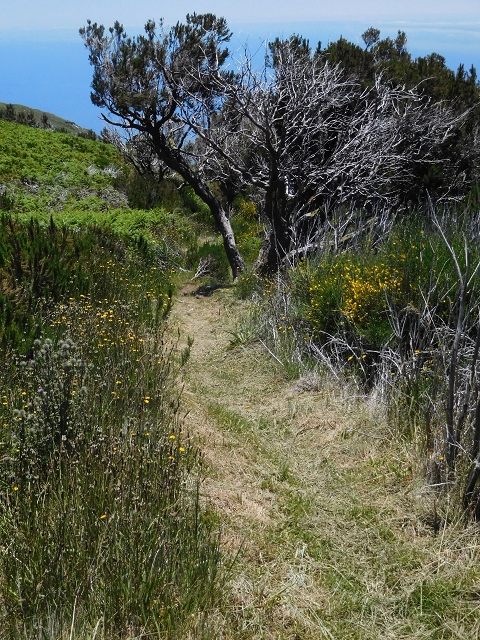 Levada do Barreiro — Abschnitt 1: Von der Madre zum Bachbett — Foto 2