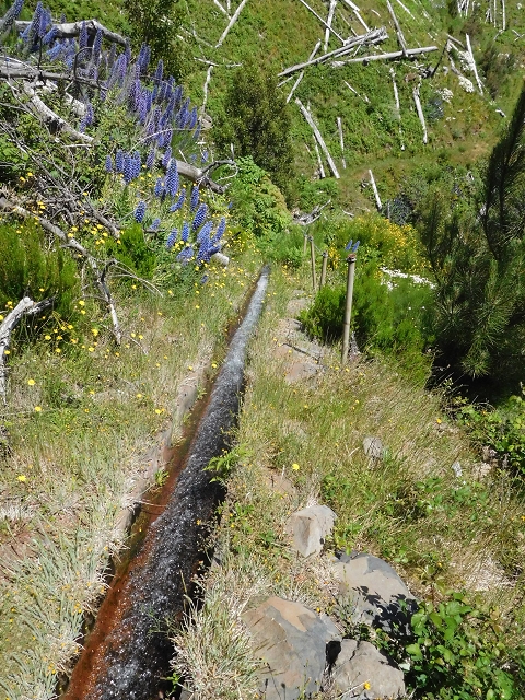Levada do Barreiro — Abschnitt 1: Von der Abzweigung zu den Escadinhas bis zum Ende des begehbaren Abschnittes — Foto 13