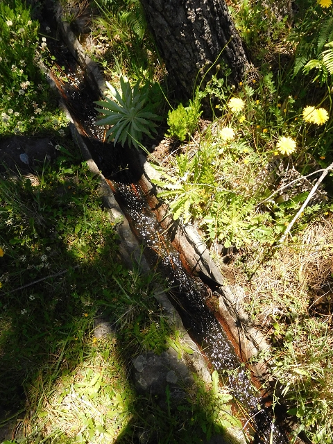 Levada do Barreiro — Abschnitt 1: Von der Madre zum Bachbett — Foto 4