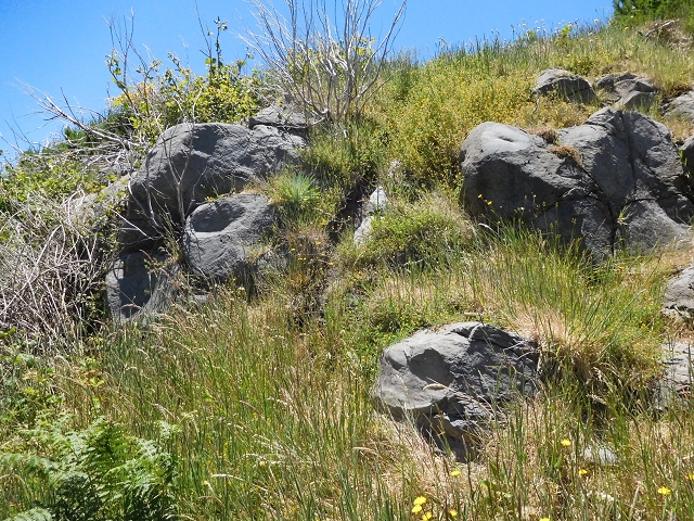 Levada do Barreiro — Abschnitt 1: Von der Madre zum Bachbett — Foto 6