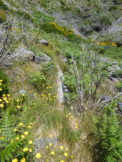 Levada do Barreiro — Abschnitt 1: Vom Bachbett zur Abzweigung zu den Escadinhas — Foto 2