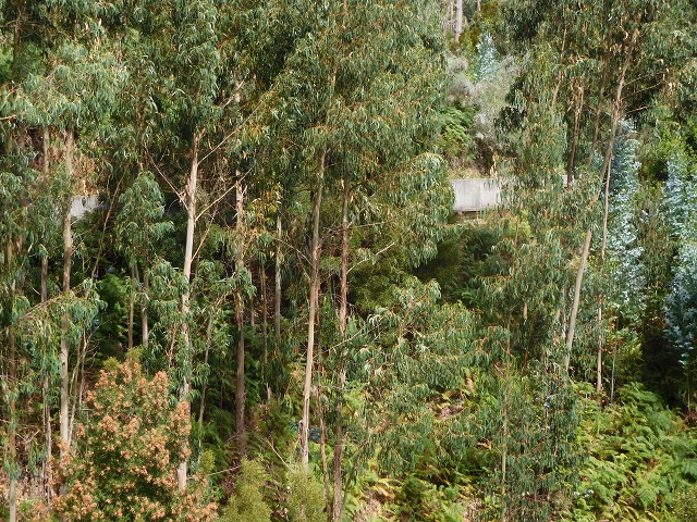 Levada Nova — Weiterverlauf bis zur Estrada Doutor Roberto Monteiro — Foto 6