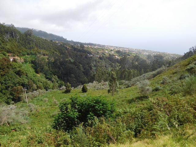 Levada Nova — Weiterverlauf bis zur Estrada Doutor Roberto Monteiro — Foto 7