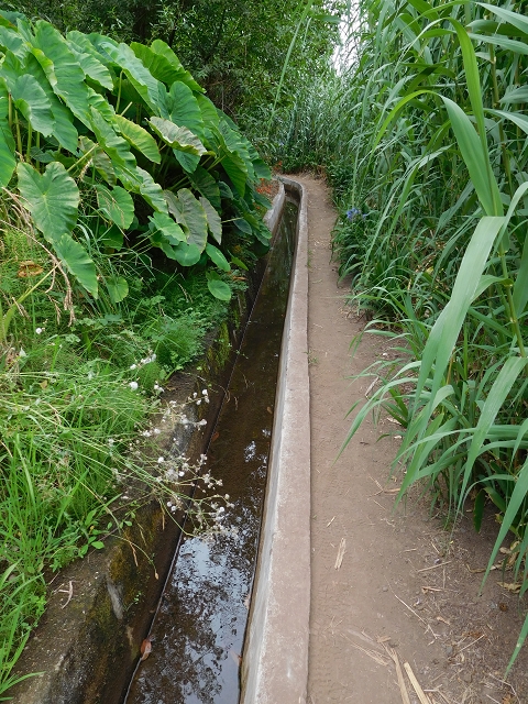 Levada Nova — Weitere Beschreibungen — Foto 46