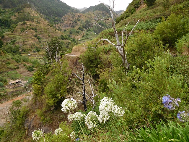 Levada Nova — Weitere Beschreibungen — Foto 60