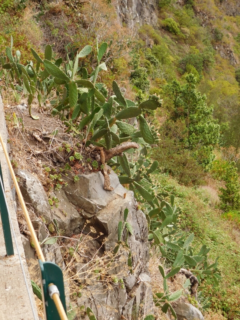 Levada Nova — Weitere Beschreibungen — Foto 70