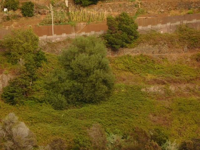 Levada Nova — Weitere Beschreibungen — Foto 83