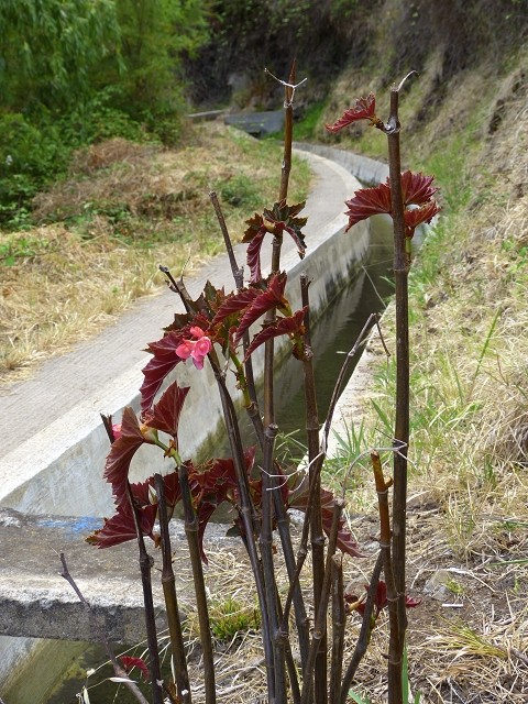 Levada Nova — Weitere Beschreibungen — Foto 11