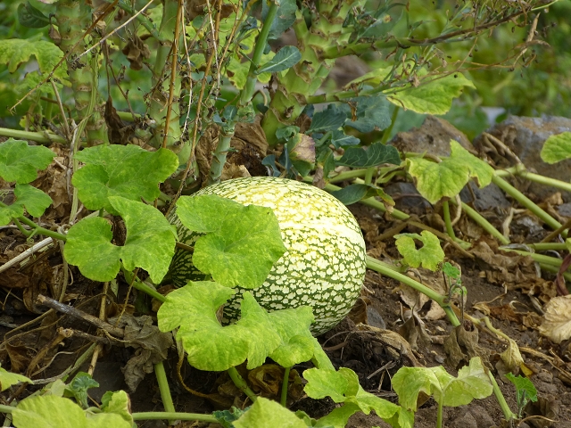 Levada Nova — Weitere Beschreibungen — Foto 16