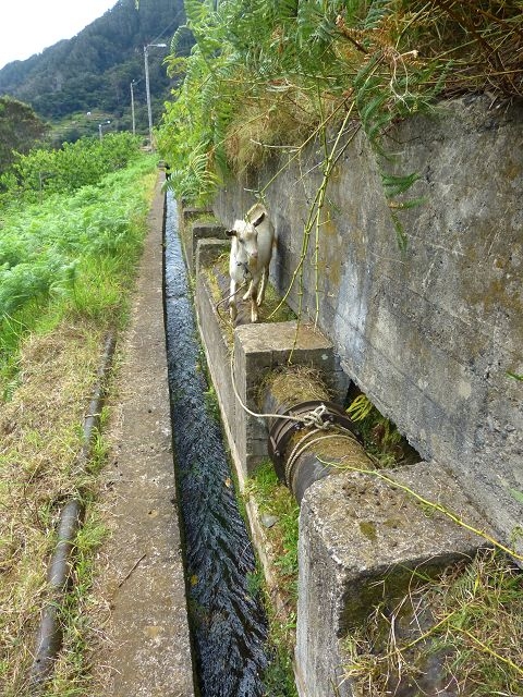 Levada Nova de Machico — Abschnitt 1: Von der Madre zum Aufstiegsweg von Maroços — Foto 20