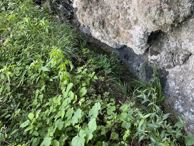 Levada Nova de Machico — Abschnitt 6: Unterer Nebenast (jetzt Hauptast) vom Aufstiegsweg zum Miradouro da Queimada bis zum Ende — Foto 9