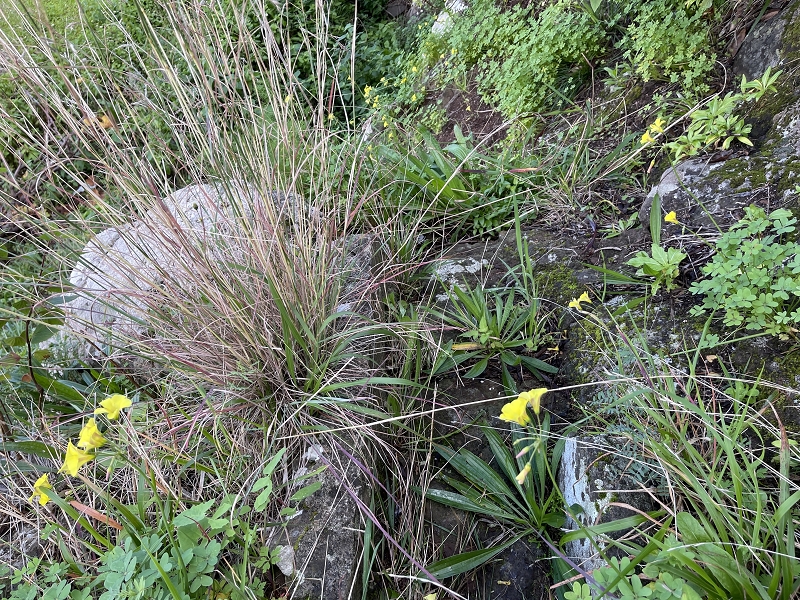 Levada Nova de Machico — Abschnitt 6: Unterer Nebenast (jetzt Hauptast) vom Aufstiegsweg zum Miradouro da Queimada bis zum Ende — Foto 12