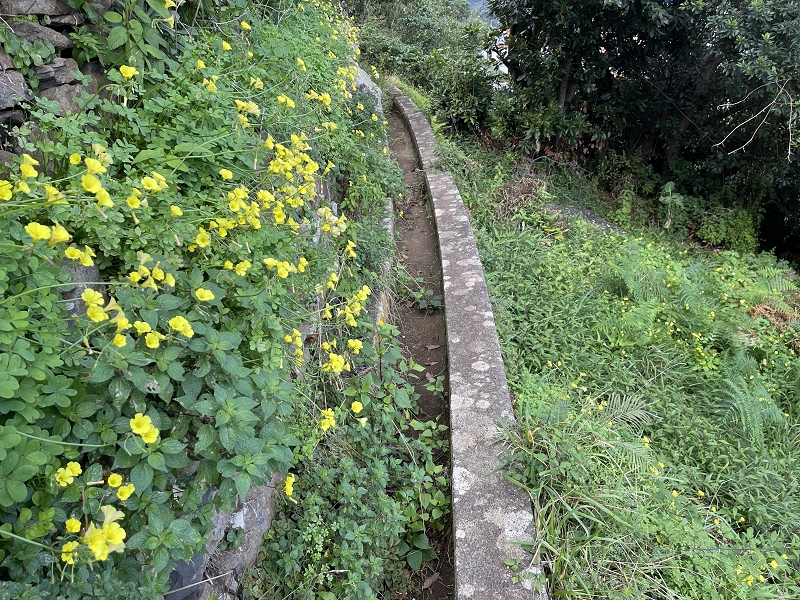 Levada Nova de Machico — Abschnitt 5: Unterer Nebenast (jetzt Hauptast) bis zum Aufstiegsweg zum Miradouro da Queimada — Foto 3
