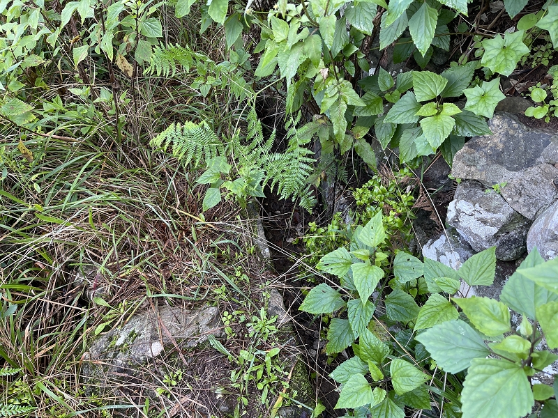 Levada Nova de Machico — Abschnitt 6: Unterer Nebenast (jetzt Hauptast) vom Aufstiegsweg zum Miradouro da Queimada bis zum Ende — Foto 1