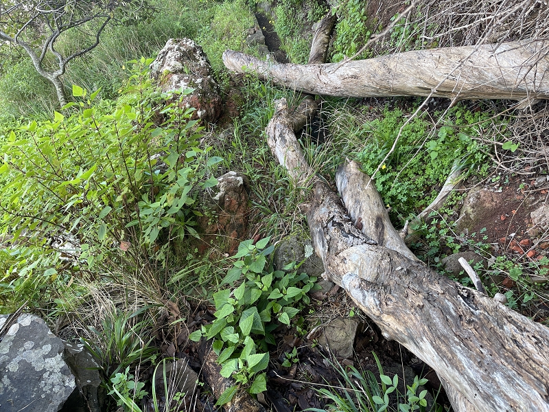 Levada Nova de Machico — Abschnitt 6: Unterer Nebenast (jetzt Hauptast) vom Aufstiegsweg zum Miradouro da Queimada bis zum Ende — Foto 4