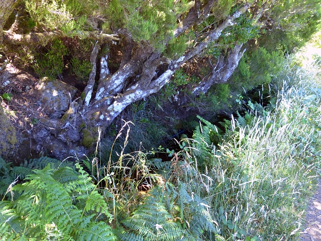 Levada Velha do Lajeado — Situação até 2019 — foto 5
