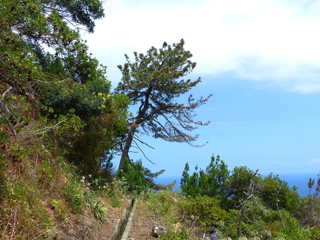 Levada da Agua de Alto — Description — photo 20