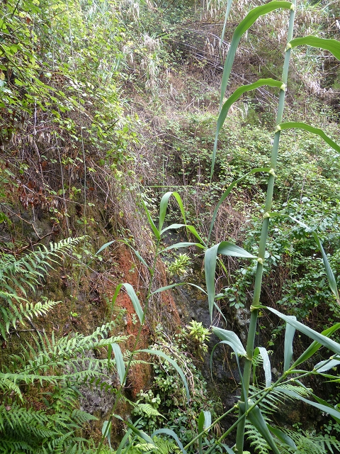Levada da Agua de Alto — Description — photo 23