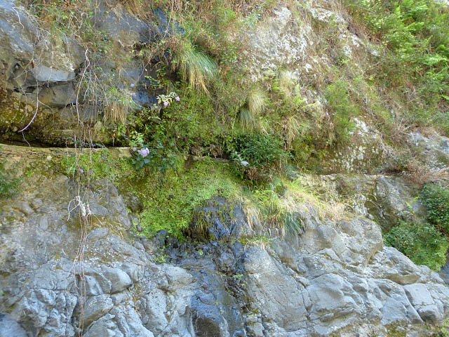 Levada da Faja — Madre e o antigo troço da levada — foto 8