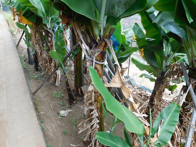 Levada da Fonte do Serrao — On through the banana terraces — photo 2