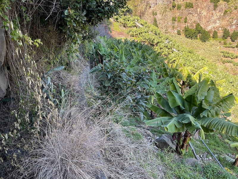 Levada da Fonte do Serrao — The unmaintained stretch between the penstock and the Caminho da Faja — photo 1