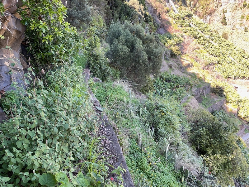 Levada da Fonte do Serrao — The unmaintained stretch between the penstock and the Caminho da Faja — photo 5