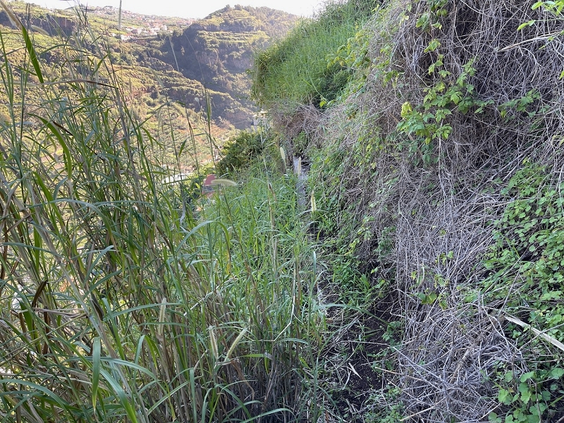 Levada da Fonte do Serrao — The unmaintained stretch between the penstock and the Caminho da Faja — photo 7