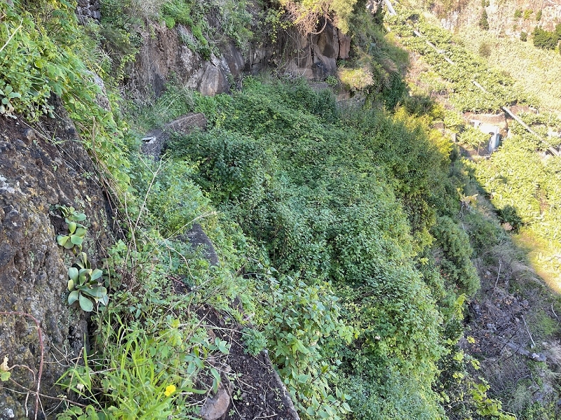 Levada da Fonte do Serrao — The unmaintained stretch between the penstock and the Caminho da Faja — photo 9