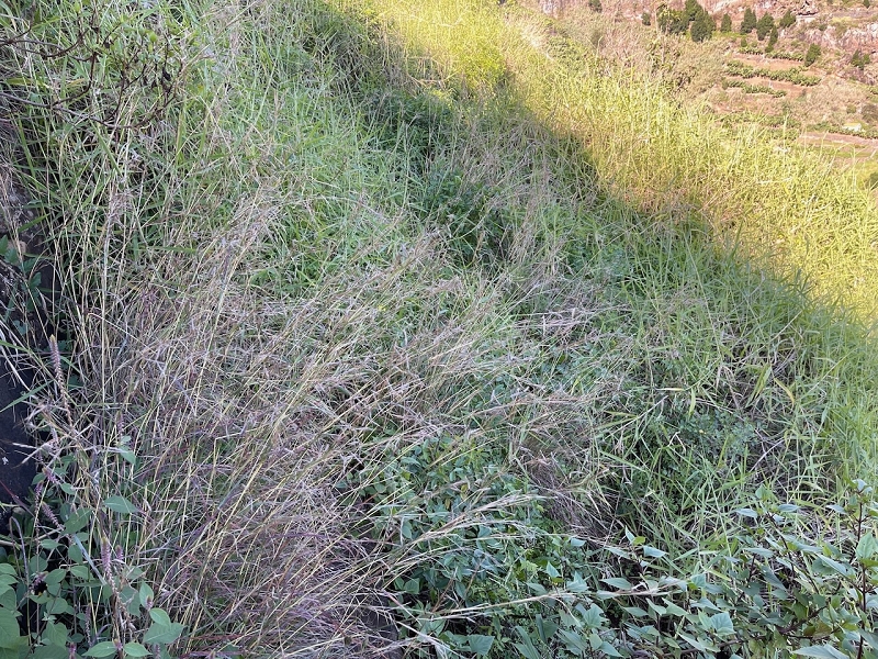 Levada da Fonte do Serrao — The unmaintained stretch between the penstock and the Caminho da Faja — photo 10