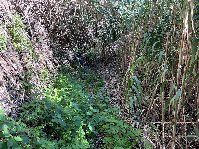 Levada da Fonte do Serrao — The unmaintained stretch between the penstock and the Caminho da Faja — photo 6