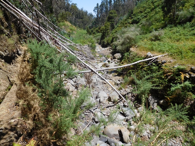 Levada da Morena — Abschnitt 1 — Foto 13