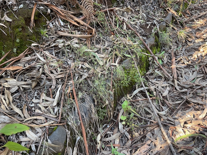 Levada da Negra (e Curral Martinho) — Verrohrter Teil bis zum Verteilerhäuschen — Foto 11