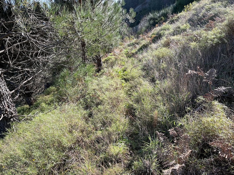 Levada da Negra (e Curral Martinho) — Verrohrter Teil bis zum Verteilerhäuschen — Foto 6