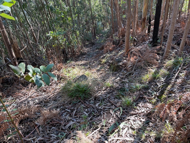Levada da Negra (e Curral Martinho) — Verrohrter Teil bis zum Verteilerhäuschen — Foto 9