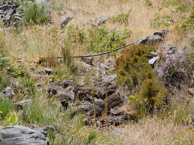 Levada da Negra (e Curral Martinho) — Abschnitt 1: Von der Madre zur Panoramastrasse — Foto 10