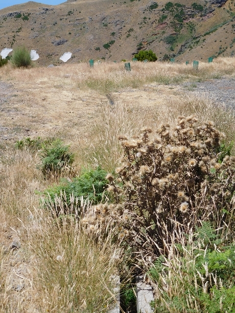 Levada da Negra (e Curral Martinho) — Abschnitt 1: Von der Madre zur Panoramastrasse — Foto 19
