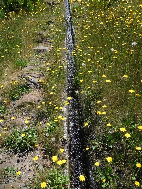 Levada da Negra (e Curral Martinho) — Von der Panoramastrasse zur Ribeira de Santo Antonio — Foto 7
