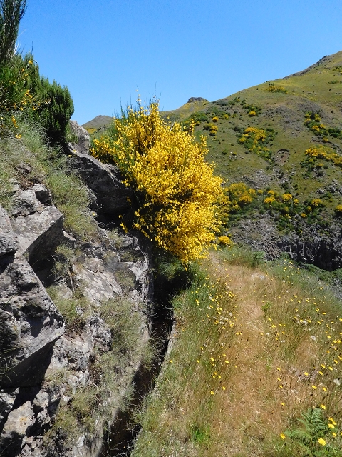 Levada da Negra (e Curral Martinho) — Von der Ribeira de Santo Antonio zum Stichtunnel — Foto 2