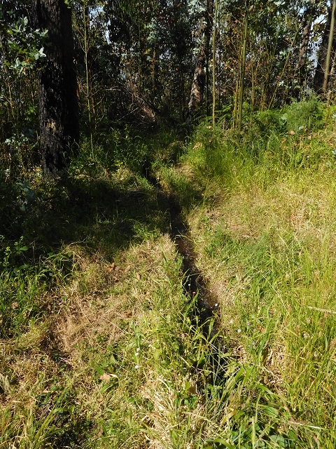 Levada da Negra (e Curral Martinho) — Weiter talwärts zur Panoramastrasse nach Barreira — Foto 11